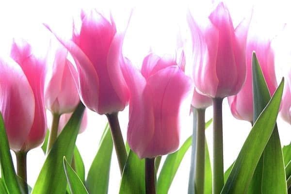 Мероприятия 8 марта 2014 в Москве Мероприятия 8 марта 2014 в Москве