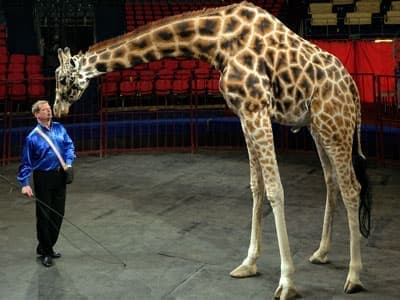 Цирк больших зверей - Архив Цирк больших зверей - Архив