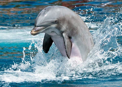 Дельфинарий в зоопарке Дельфинарий в зоопарке