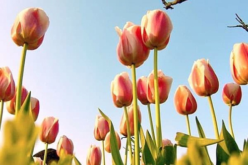 8 марта в парке Кузьминки - Архив 8 марта в парке Кузьминки - Архив