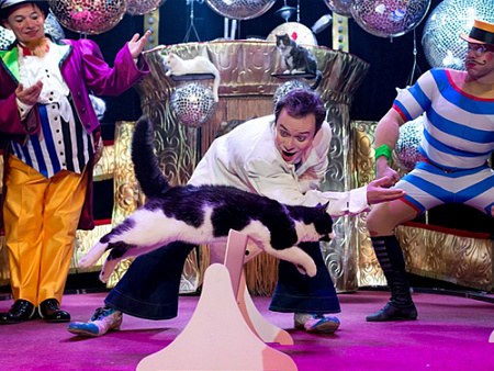 Спектакль "Кэтс-шоу" - Архив спектаклей Спектакль "Кэтс-шоу" - Архив спектаклей