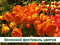 XXI Весенний фестиваль цветов в Ботаническом саду МГУ - Архив XXI Весенний фестиваль цветов в Ботаническом саду МГУ - Архив