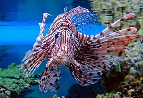 Экзотариум в Московском зоопарке Экзотариум в Московском зоопарке