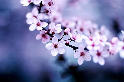 8 марта в парке Перовский - Архив 8 марта в парке Перовский - Архив