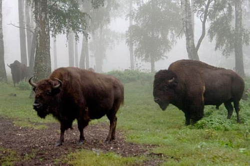 Приокско-террасный биосферный заповедник Приокско-террасный биосферный заповедник